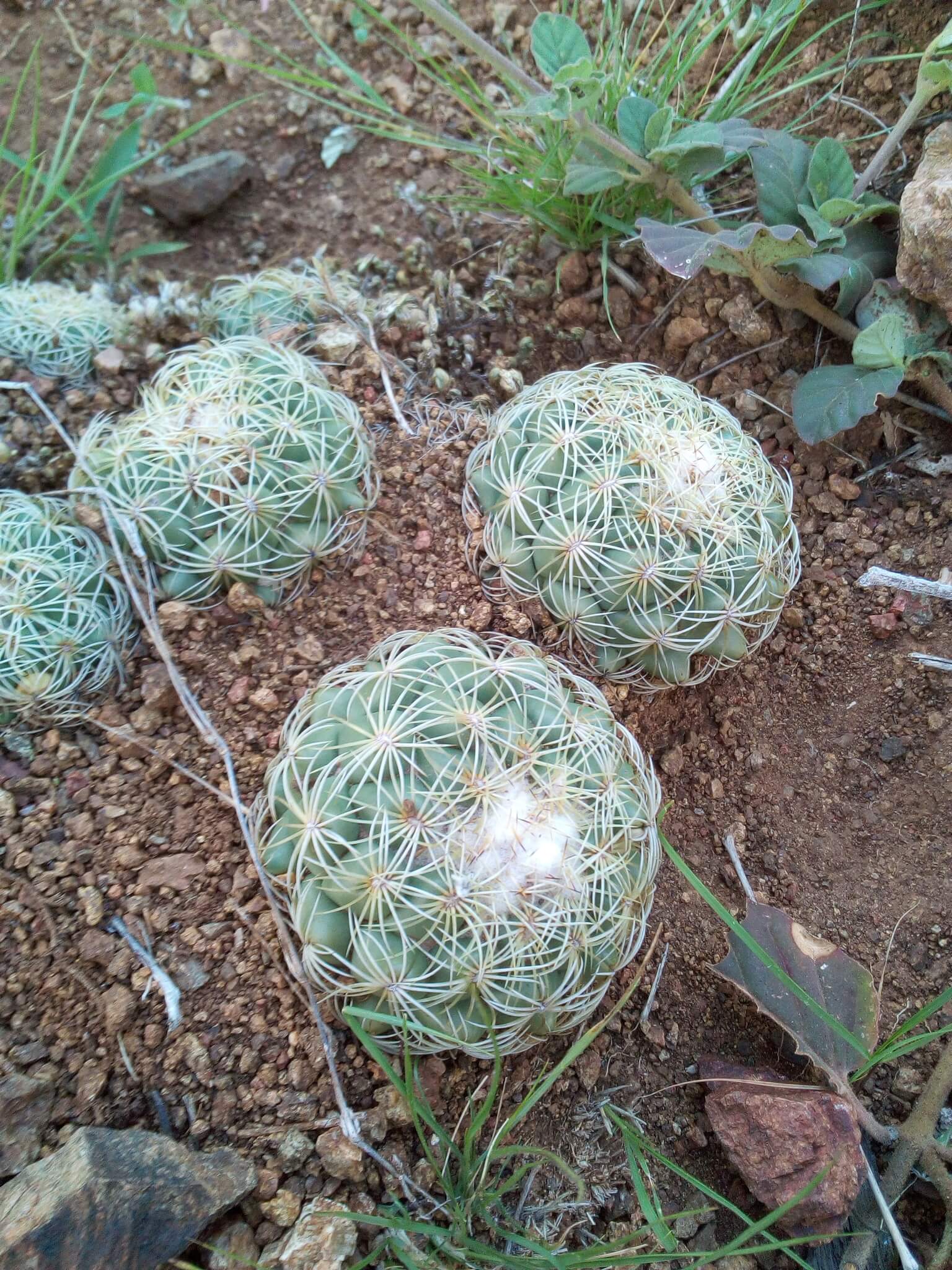 Coryphantha retusa